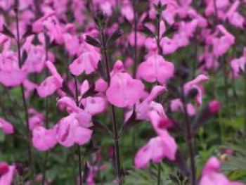 Johannisbeer-Salbei 'Pink Dream', Salvia microphylla 'Pink Dream', Topfware von Salvia microphylla 'Pink Dream'