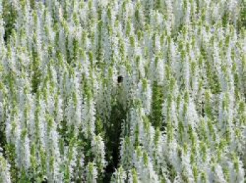 Blüten-Salbei 'Adrian' / 'Schneehügel', Salvia nemorosa 'Adrian' / 'Schneehügel', Topfware von Salvia nemorosa 'Adrian' / 'Schneehügel'