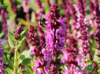 Blüten-Salbei 'Merleau Rose' ®, Salvia nemorosa 'Merleau Rose' ®, Topfware von Salvia nemorosa 'Merleau Rose' ®