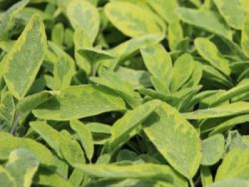 Buntblättriger Salbei 'Icterina', Salvia officinalis 'Icterina', Topfware von Salvia officinalis 'Icterina'