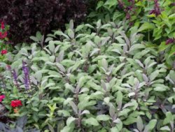 Salbei 'Purpurascens', Salvia officinalis 'Purpurascens', Containerware von Salvia officinalis 'Purpurascens'
