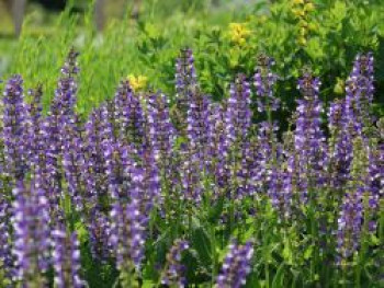 Blüten-Salbei Color Spiers 'Azure Snow', Salvia pratensis Color Spiers 'Azure Snow', Topfware von Salvia pratensis Color Spiers 'Azure Snow'