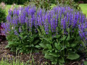 Blüten-Salbei 'Midnight Model', Salvia pratensis 'Midnight Model', Topfware von Salvia pratensis 'Midnight Model'