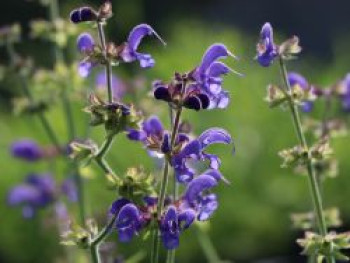 Blüten-Salbei 'Rhapsody in Blue', Salvia pratensis 'Rhapsody in Blue', Topfware von Salvia pratensis 'Rhapsody in Blue'