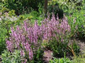 Sommer-Salbei 'Rose Rhapsody', Salvia pratensis 'Rose Rhapsody', Topfware von Salvia pratensis 'Rose Rhapsody'