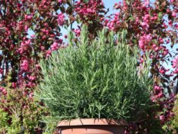Rosmarin, Salvia rosmarinus / Rosmarinus officinalis, Containerware XXL von Salvia rosmarinus / Rosmarinus officinalis