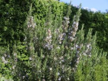 Rosmarin 'Prostratus', Salvia rosmarinus 'Prostratus', Containerware von Salvia rosmarinus 'Prostratus'