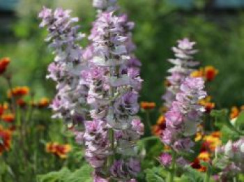 Muskateller Salbei, Salvia sclarea, Topfware von Salvia sclarea