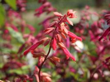 Zier-Salbei 'Ember's Wish', Salvia x cultorum 'Ember's Wish', Topfware von Salvia x cultorum 'Ember's Wish'