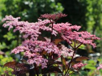 Schwarzer Holunder 'Black Beauty', 10-20 cm, Sambucus nigra 'Black Beauty', Topfware von Sambucus nigra 'Black Beauty'