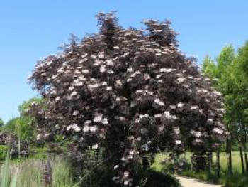 Schwarzer Holunder 'Black Lace'  ®, 30-40 cm, Sambucus nigra 'Black Lace'  ®, Containerware von Sambucus nigra 'Black Lace'  ®