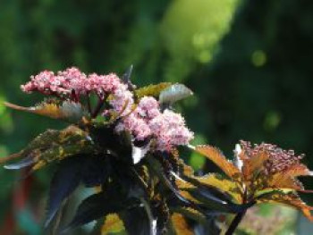 Rotlaubiger Säulen-Holunder 'Black Tower', 80-100 cm, Sambucus nigra 'Black Tower', Containerware XXL von Sambucus nigra 'Black Tower'