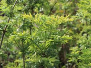 Gelblaubiger Säulen-Holunder 'Golden Tower' ®, 30-40 cm, Sambucus nigra 'Golden Tower' ®, Containerware von Sambucus nigra 'Golden Tower' ®