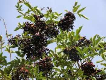 Holunder 'Haidegg 17', 20-40 cm, Sambucus nigra 'Haidegg 17', Containerware von Sambucus nigra 'Haidegg 17'
