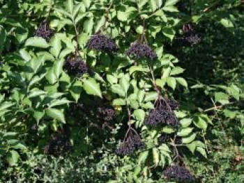 Großfrüchtige Fliederbeere 'Haschberg', 10-25 cm, Sambucus nigra 'Haschberg', Topfware von Sambucus nigra 'Haschberg'