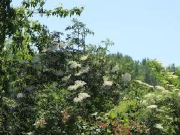 Schwarzer Holunder 'Laciniata', 40-60 cm, Sambucus nigra 'Laciniata', Containerware von Sambucus nigra 'Laciniata'