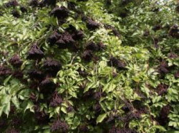 Schwarzer Holunder 'Riese aus Vossloch', 10-20 cm, Sambucus nigra 'Riese aus Vossloch', Topfware von Sambucus nigra 'Riese aus Vossloch'