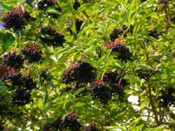 Schwarzer Holunder 'Sampo', 10-20 cm, Sambucus nigra 'Sampo', Topfware von Sambucus nigra 'Sampo'