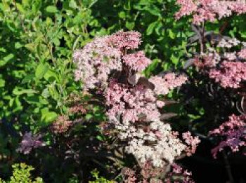 Fliederbeere / Duftholunder 'Thundercloud' ®, 40-60 cm, Sambucus nigra 'Thundercloud' ®, Containerware von Sambucus nigra 'Thundercloud' ®