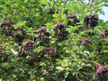 Fliederbeere / Schwarzer Holunder, 30-40 cm, Sambucus nigra, Containerware von Sambucus nigra