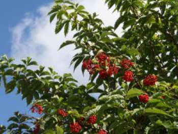 Traubenholunder / Hirschholunder, 10-20 cm, Sambucus racemosa, Topfware von Sambucus racemosa