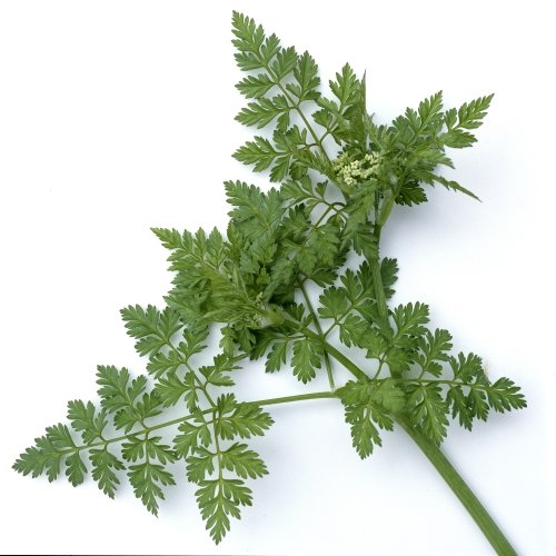 Anis Samen Anis Samen von Samen-Gernand