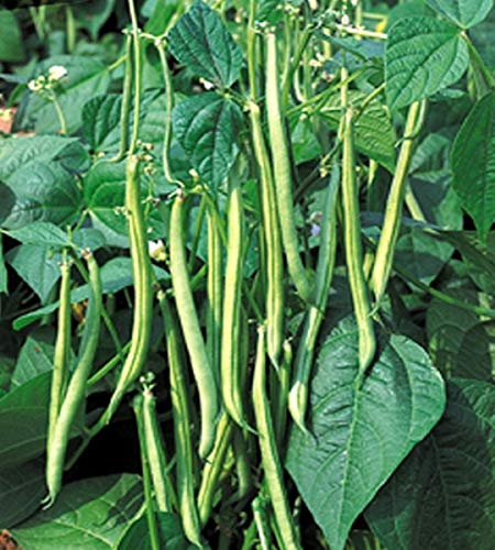 Buschbohnen Maxi Gluckentyp 100 g Züchtersaat Samen von Samen-Gernand