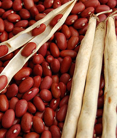 Buschbohnen Trockenkochbohne Red Kidney Samen Buschbohnen Trockenkochbohne Red Kidney Samen von Samen-Gernand