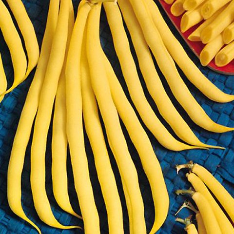 Buschbohnen Gelbe Rocdor Züchtersaat 100 g Samen Buschbohnen Gelbe Rocdor Züchtersaat 100 g Samen von Samen-Gernand