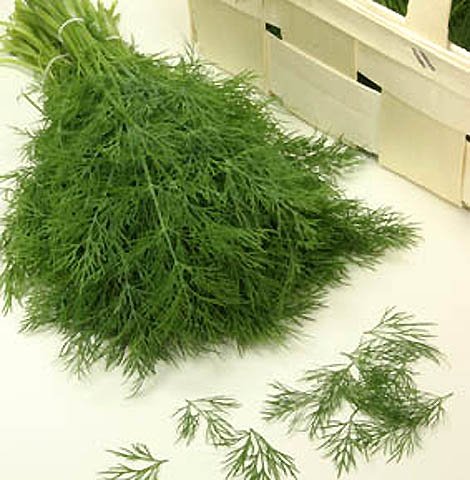 Dill Goldkrone Tetra Dill 5 g Züchtersaat für ca.10 m² Samen von Samen-Gernand