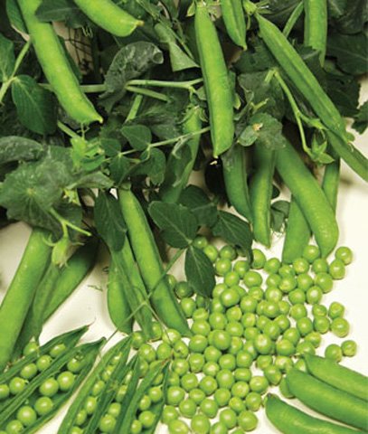 Erbsen Buscherbse Kleine Rheinländerin 125 g Samen für 10 m² Erbsen Buscherbse Kleine Rheinländerin 125 g Samen für 10 m² von Samen-Gernand