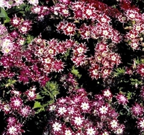 Flammenblume Phlox Sternenzauber Samen von Samen-Gernand