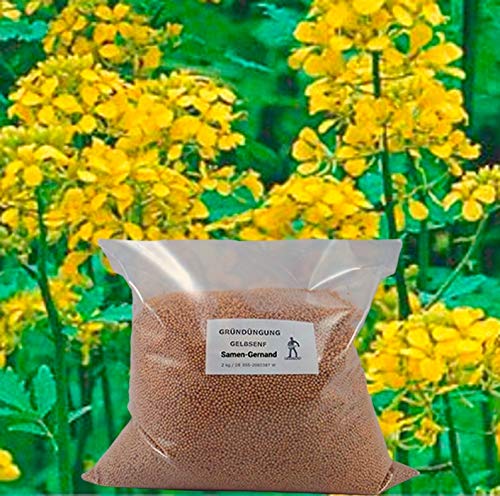 Gelbsenf Gründüngung Samen Top Q 5 kg Frische Saat von Samen-Gernand