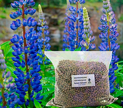 Lupinen Blaue Probor Gründüngung 500 g Frische Saat Lupinen Blaue Probor Gründüngung 500 g Frische Saat von Samen-Gernand