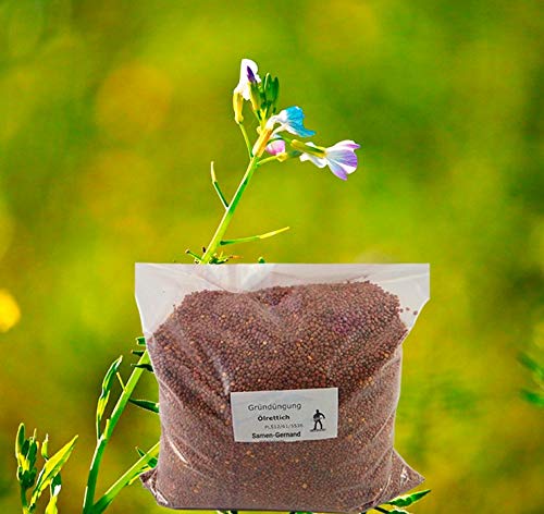Ölrettich Gründüngung Samen 2000 g Frische Saat Ölrettich Gründüngung Samen 2000 g Frische Saat von Samen-Gernand