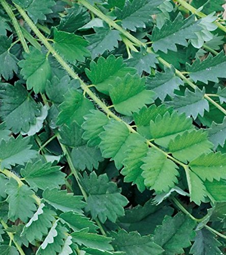 Pimpinelle Echte 5 g Züchtersaat mehrjährig für 10 m² Samen von Samen-Gernand