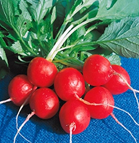 Radies Raxe Radieschen 10 g Züchtersaat für ca.10 m² Samen Radies Raxe Radieschen 10 g Züchtersaat für ca.10 m² Samen von Samen-Gernand