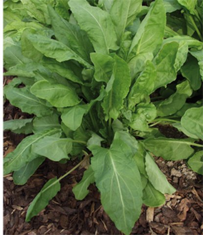 Sauerampfer mehrjährig 5 g Züchtersaat für 10 m² Samen von Samen-Gernand