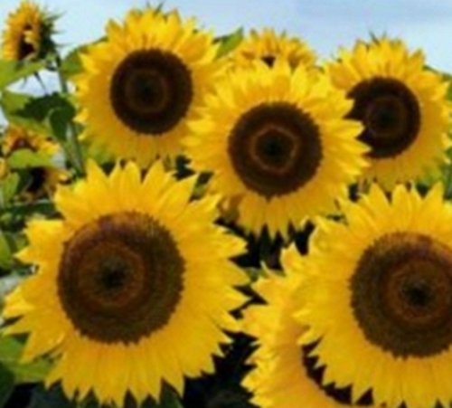 Sonnenblume American Giant Samen von Samen-Gernand