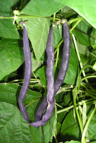 Stangenbohnen Blauhilde von Samen-Gernand