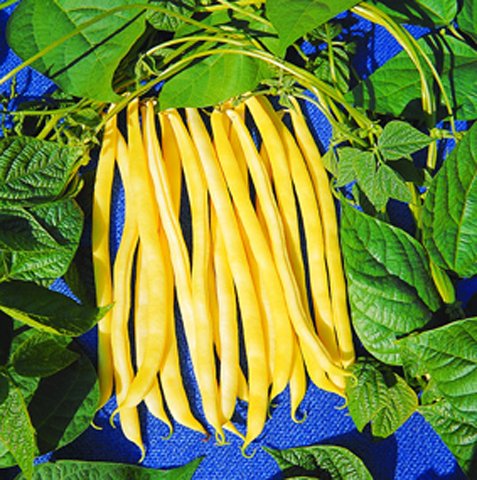 Stangenbohnen Neckargold Gelbe von Samen-Gernand