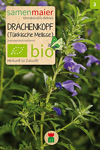 BIO Drachenkopf (türk.Melisse) (Dracocephalum moldavica) von Samen Maier GmbH