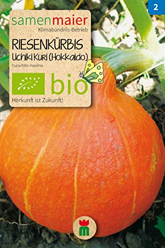 BIO Riesenkürbis, Kürbis Uchiki Kuri (Hokkaido) (Cucurbita maxima) von Samen Maier GmbH