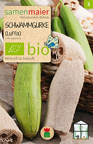 BIO Schwammgurke (Luffa aegyptiaca) von Samen Maier