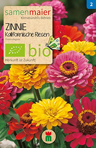 Samen Maier 732 Zinnie Kalifornische Riesen Mischung (Bio-Zinniensamen) von Samen Maier