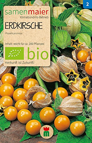 Samen Maier 763 Erdkirsche (Bio-Erdkirschensamen) von Samen Maier