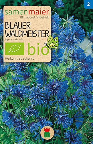Samen Maier 800 Blauer Waldmeister (Bio-Waldmeistersamen) von Samen Maier