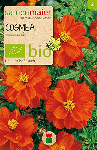 Samen Maier 801 Schmuckkörbchen orange (Bio-Cosmeasamen) von Samen Maier