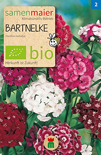 Samen Maier 810 Bartnelke einfach Mischung (Bio-Bartnelkensamen) von Samen Maier