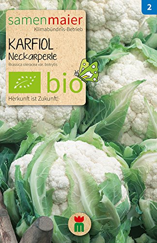 Samen Maier 812 Karfiol Neckarperle (Bio-Kohlsamen) von Samen Maier
